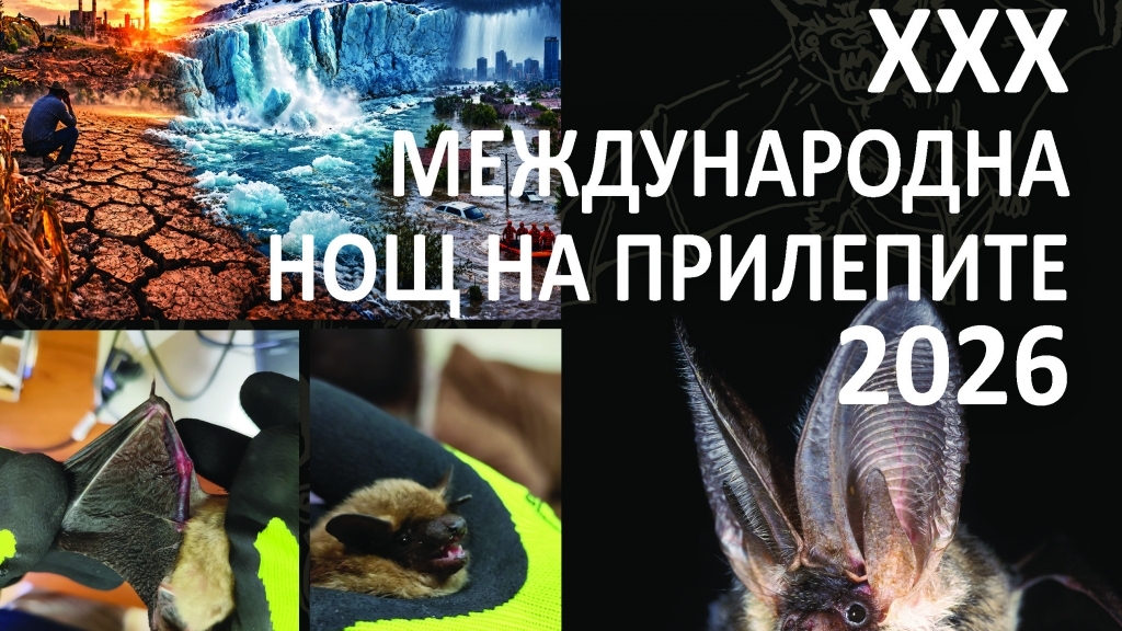 Русенският музей отбелязва 30-ата Нощ на прилепите в Европа