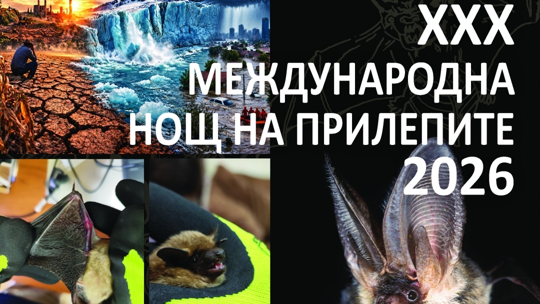 Русенският музей отбелязва 30-ата Нощ на прилепите в Европа