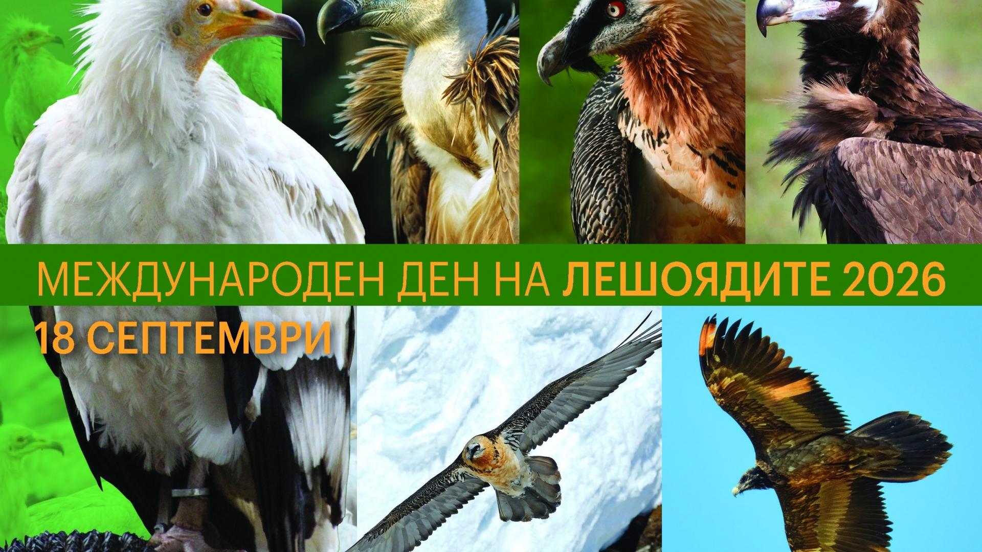 Русенският музей отбелязва Международния ден на лешоядите
